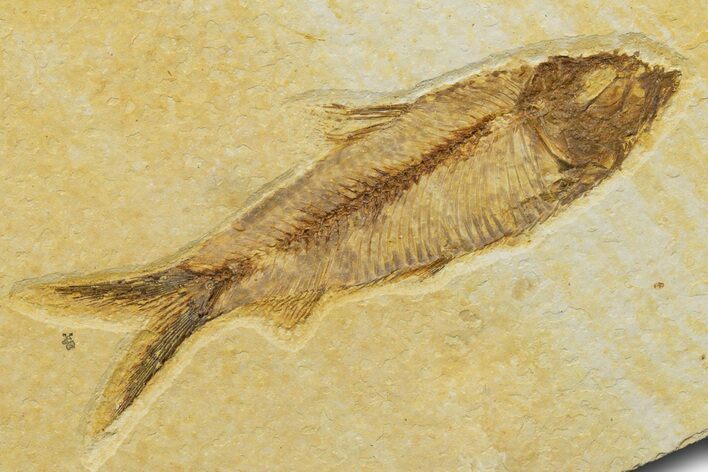 Detailed Fossil Fish (Knightia) - Wyoming #329723